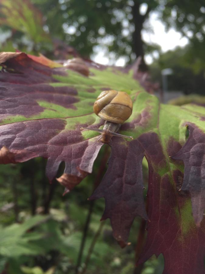 Huse Gjestegard 신사르비크 외부 사진